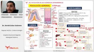 PATOLOGÍA DE LAS GLÁNDULAS SUPRARRENALES PARTE 1  ENDOCRINOLOGÍA  VILLAMEDIC [upl. by Anagrom]