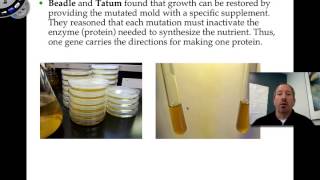 Nutritional Mutants in Neurospora [upl. by Orwin]