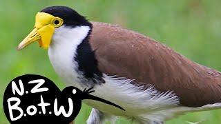 Spurwinged plover  New Zealand Bird of the Week [upl. by Ees]