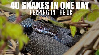 40 ADDERS AND GRASS SNAKES IN ONE DAY UK [upl. by Nyliram]