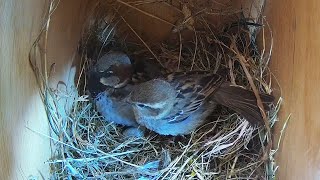 House Sparrow Nest Building Time Lapse  Empty to 1st Egg [upl. by Ueihttam]