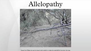 Allelopathy [upl. by Etteniotnna]