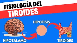 Fisiología del eje Hipotálamohipófisistiroides [upl. by Ozner509]