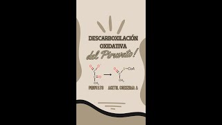 La descarboxilación oxidativa del piruvato Obtención del acetil Coenzima A Grosero [upl. by Meela532]