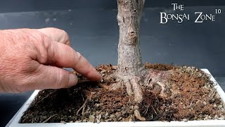 Pruning and Repotting My Willow Leaf Ficus The Bonsai Zone June 2023 [upl. by Ahsinauj738]