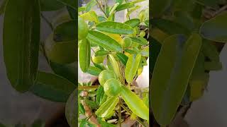 Lemon Plant viralvideo greencorner ☘️ [upl. by Yreffeg]