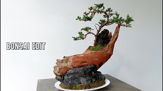 Process Of Making A Juniper Bonsai Tree On A Driftwood Bonsai Edit [upl. by Margareta535]