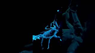 Bioluminescence vs Biofluorescence learn bioluminescnence biofluorescence wildlife education [upl. by Agnew630]