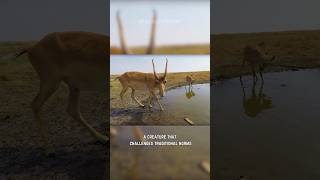 Saiga Antelope  Marvels of Horns amp Nose [upl. by Julianna]