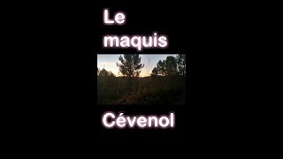 Le maquis Cévenol [upl. by Eimmas925]