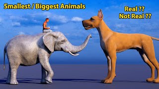 Smallest vs Biggest Animals comparison [upl. by Cordy]