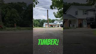 Tree Cut Down Across the Street 🌲 treeremoval tree summer shorts [upl. by Volney36]