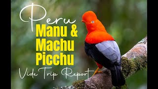 Video Trip Report VTR Southern Peru  Manu amp Machu Picchu Birding Tour [upl. by Gall378]