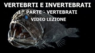 VERTEBRATI E INVERTEBRATI 1 PARTE  VIDEO LEZIONE [upl. by Alemak510]