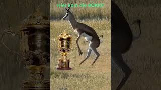 Hier kom die BOKKE [upl. by Walt951]