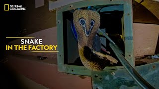 Snake in the Factory  Snakes SOS Goa’s Wildest  Full Episode  National Geographic [upl. by Aay143]