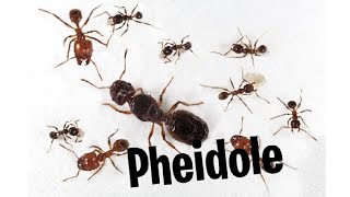 Pheidole sp [upl. by Nwahsem371]