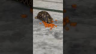 INDIAN STAR TORTOISE IST having dinner indianstartortoise tortoise tortoiselove [upl. by Ydnim]