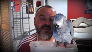 Smurfy Thursday africangrey bird planetsmurf parrot smurfy talkingparrot [upl. by Lladnor914]