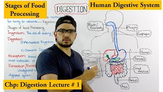 Digestive system  Stages of Food processing  An Overview [upl. by Artina617]