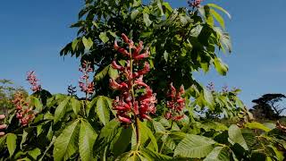 Aesculus  Horse Chestnuts in flower  Caerhays [upl. by Wittie]