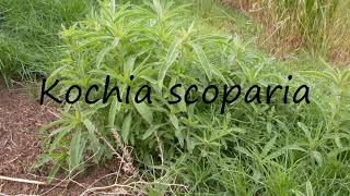 How to Pronounce Kochia scoparia [upl. by Ladnyk]