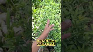 Promo bibit sawo jumbo bibittanamanbuah buahan fruit sawojumbo [upl. by Isma]