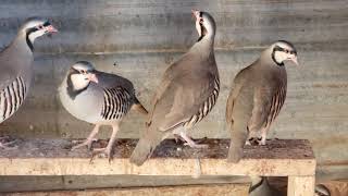 Chukars  Partridge [upl. by Ttessil]