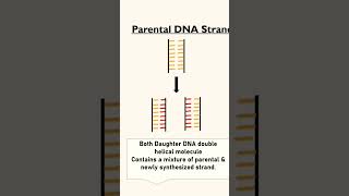 Animation of Different Replication Model ConservativeSemiConservative microbiology SurojitSir [upl. by Garihc]