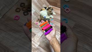 Satisfying video  cat barsik shorts reversevideo shorts [upl. by Persons1]