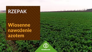 Nawożenie rzepaku azotem  jaką przyjęliśmy strategię [upl. by Rubliw]