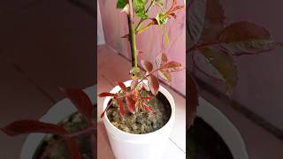 1 to 68 days update of rooted Rose plant cuttings🌹🌹Gardening tips🌹Youtube shortsIsrats Garden 🌹🌹 [upl. by Madancy]