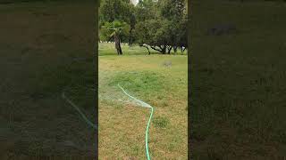 Sprinkler System in a Santiago Park 🌱💧🇨🇱 [upl. by Flatto]