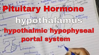 Pituitary hormone and their control by hypothalamus part 2 hypothalmic hypophyseal portal system [upl. by Rekoob]