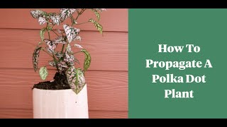 The easiest way to propagate a polka dot plant Hypoestes [upl. by Aleiram]