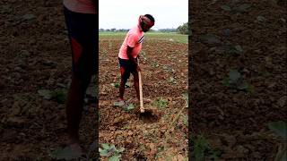 Manuring Weeding amp Spading in Brinjal shorts [upl. by Alleira]