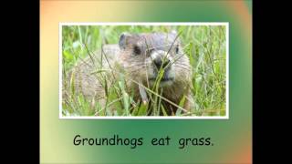 Hasemeier Early Learning Resources  What Do Groundhogs Eat [upl. by Hollie]