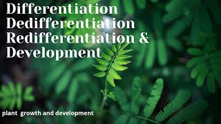 DifferentiationDedifferentiation Redifferentiation ampDevelopmentPlant growth and development p2 [upl. by Ibby284]