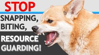 How to STOP “Food Aggression” Resource Guarding in Dogs WITHOUT FORCE [upl. by Aemat215]