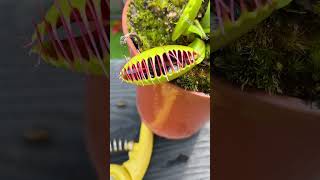 How Many Flies Can a Venus Flytrap Eat [upl. by Boyce614]