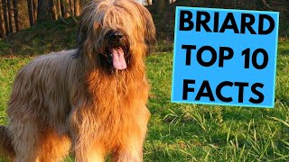 Briard  TOP 10 Interesting Facts [upl. by Anear493]