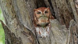 Red Morph Eastern Screech Owl Whinnying Call  Territorial Call [upl. by Aliber]