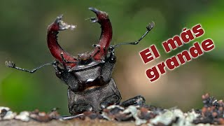 El Ciervo Volante Lucanus cervus el escarabajo MÁS GRANDE DE EUROPA [upl. by Bethel]