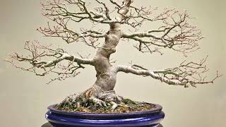 Developing Maple Bonsai trees [upl. by Idnar]