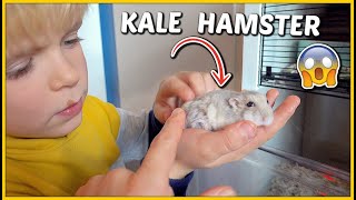 HAMSTER SAMMiE HEEFT KALE PLEKKEN 😲  Bellinga Vlog 1902 [upl. by Rosita]