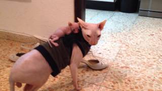 Amazing sphynx cats [upl. by Nodnorb801]