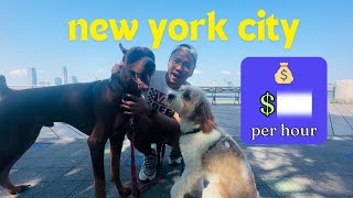 I Tried Dog Walking to Pay My Rent in New York City Myanmar Subtitle [upl. by Lambrecht712]