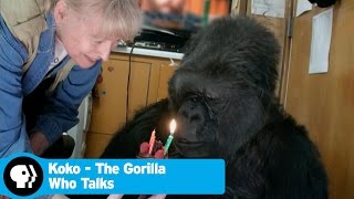 KOKO  THE GORILLA WHO TALKS  Did you know theres a talking gorilla  PBS [upl. by Oker]