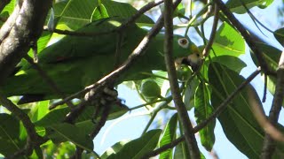 LOROS CABEZA AMARILLA BUSCAN NIDO [upl. by Thessa]