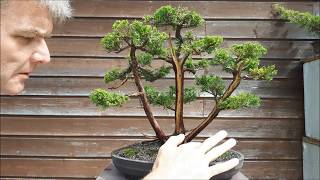 Juniperus Chinensis three trunk bonsai6part2 [upl. by Leigh]